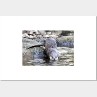 Otter Posters and Art